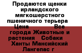 Продаются щенки ирландского мягкошерстного пшеничного терьера › Цена ­ 30 000 - Все города Животные и растения » Собаки   . Ханты-Мансийский,Лангепас г.